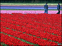 Поле тюльпанов в Голландии 